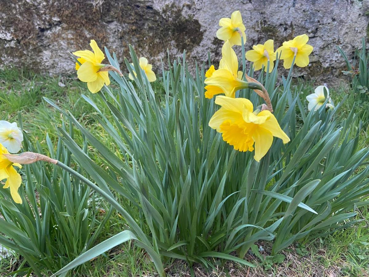 Daffodil Lodge Sligo Buitenkant foto